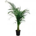 Areca
