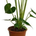 Anthurium M