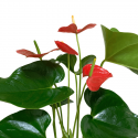 Anthurium M