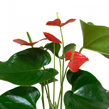 Anthurium M