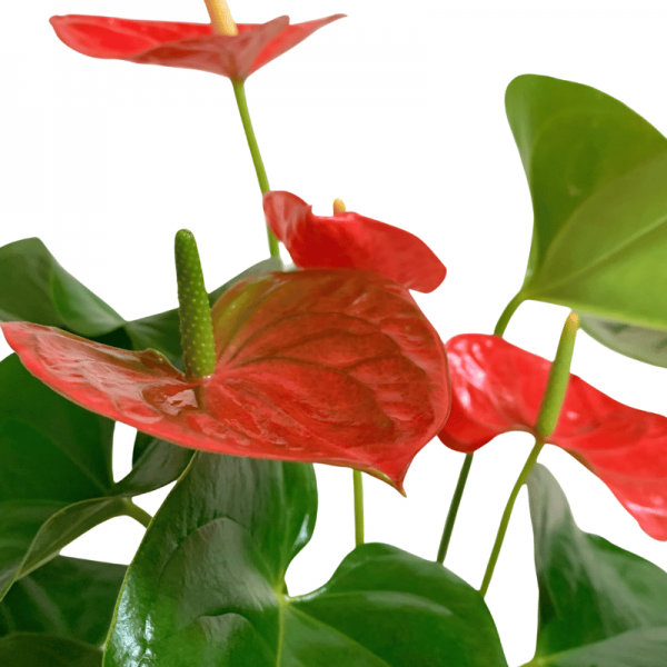 Anthurium M