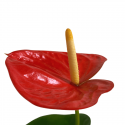Anthurium M