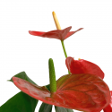 Anthurium M