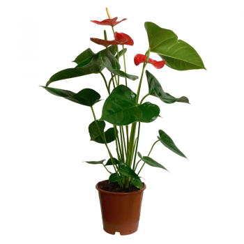 Anthurium M
