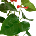 Anthurium M