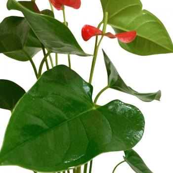 Anthurium M