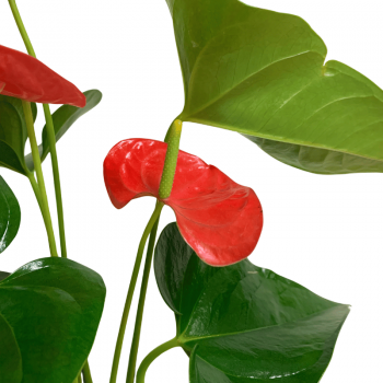 Anthurium M