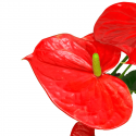 Anthurium L