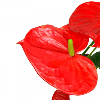 Anthurium L