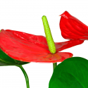 Anthurium L