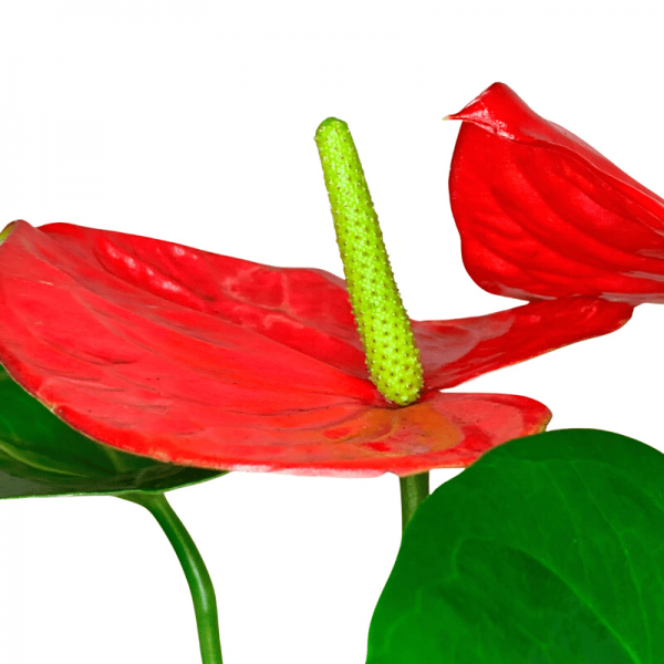 Anthurium L