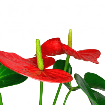 Anthurium L