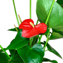 Anthurium L
