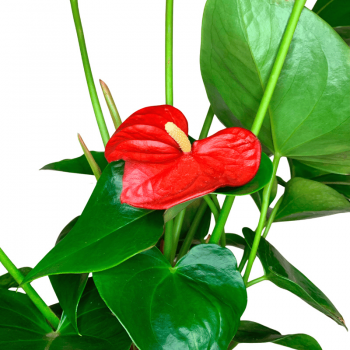 Anthurium L