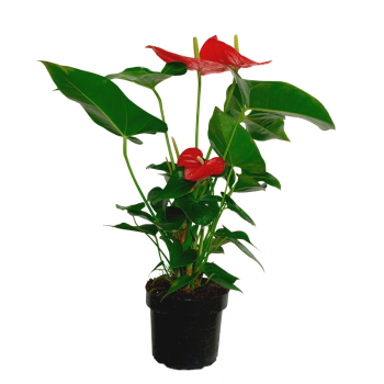 Anthurium L