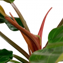 Philodendron