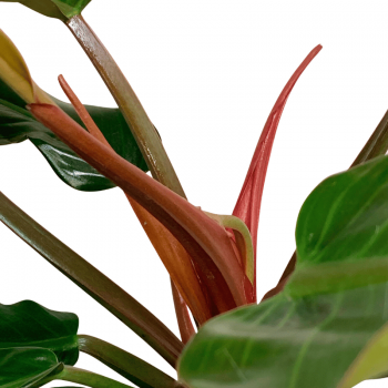 Philodendron