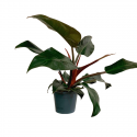 Philodendron