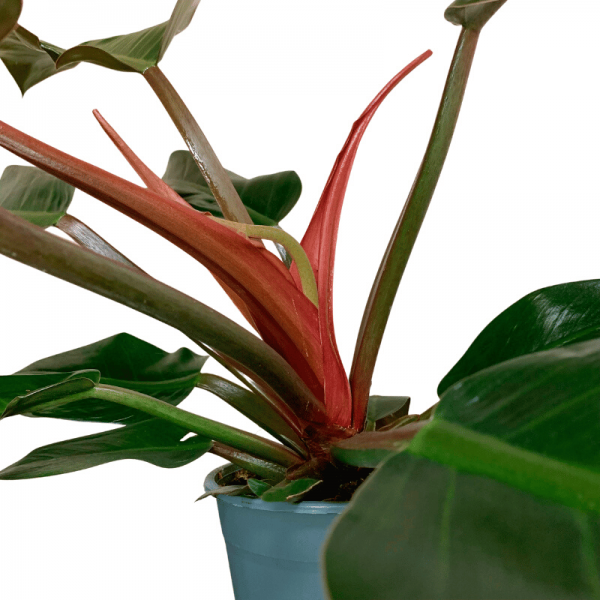 Philodendron