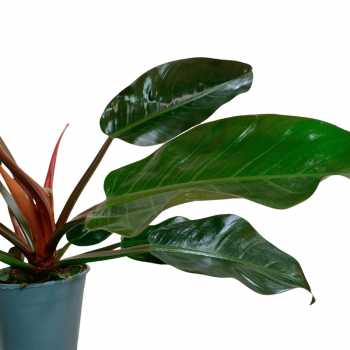 Philodendron