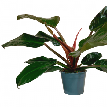 Philodendron