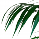 Kentia