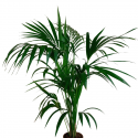 Kentia