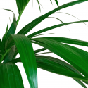 Kentia