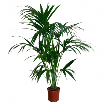 Kentia