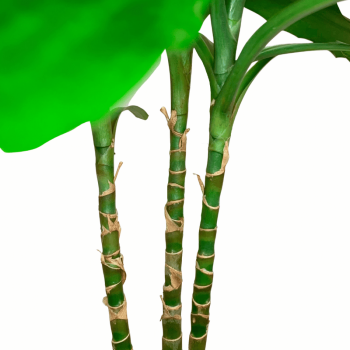 Drácena Hawaii