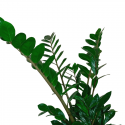 Zamioculca L