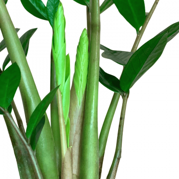 Zamioculca M