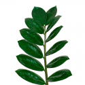 Zamioculca M
