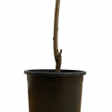 Nectarinos árbol