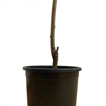 Nectarinos árbol