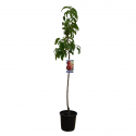 Arbol Nectarinos