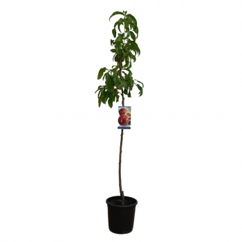 Arbol Nectarinos