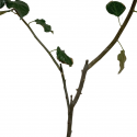 Manzanos