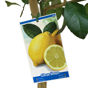 Limoneros
