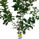 Limoneros