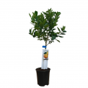 Naranjos árbol