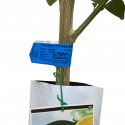Naranjos sellado