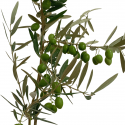 Olivos semillas