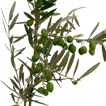 Olivos semillas