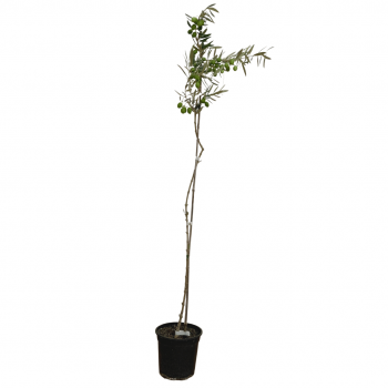 Árbol de Olivos