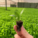 Lechuga romana