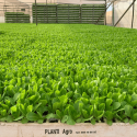 Lechuga romana