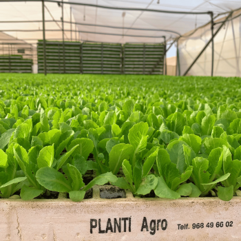 Lechuga romana