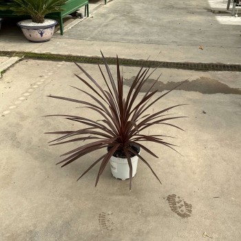 Cordyline autralis