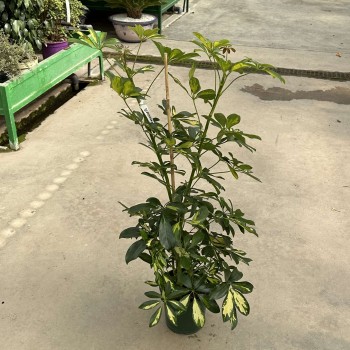 Scheflera arboricola
